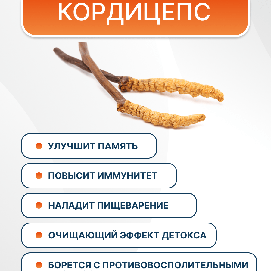 Купить Кордицепс милитарис порошок