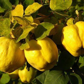 Айва купить оптом