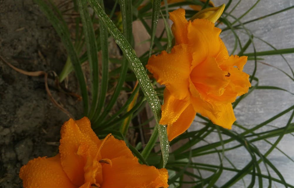 Купить Лилейник «Кондилла» (Hemerocallis hybrid Condilla)