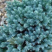 Купить Можжевельник чешуйчатый Блю Стар (Blue Star)