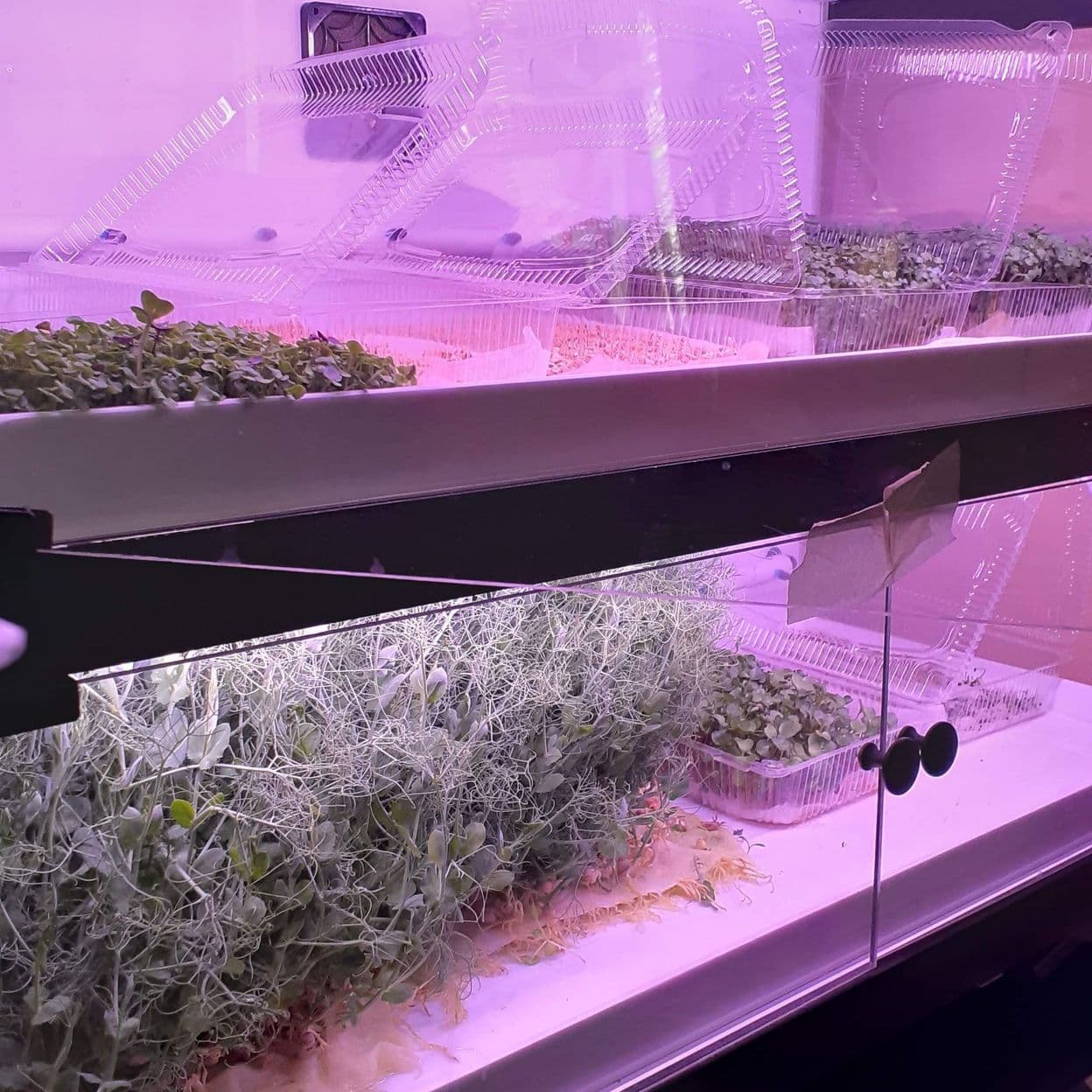 Купить Витрина для выращивания микрозелени Greenbar MZ-2