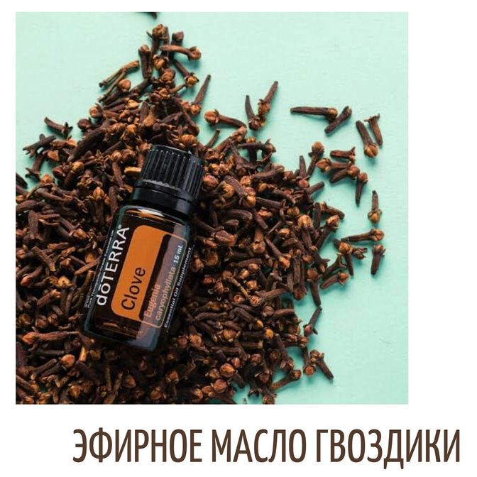 Купить Гвоздика