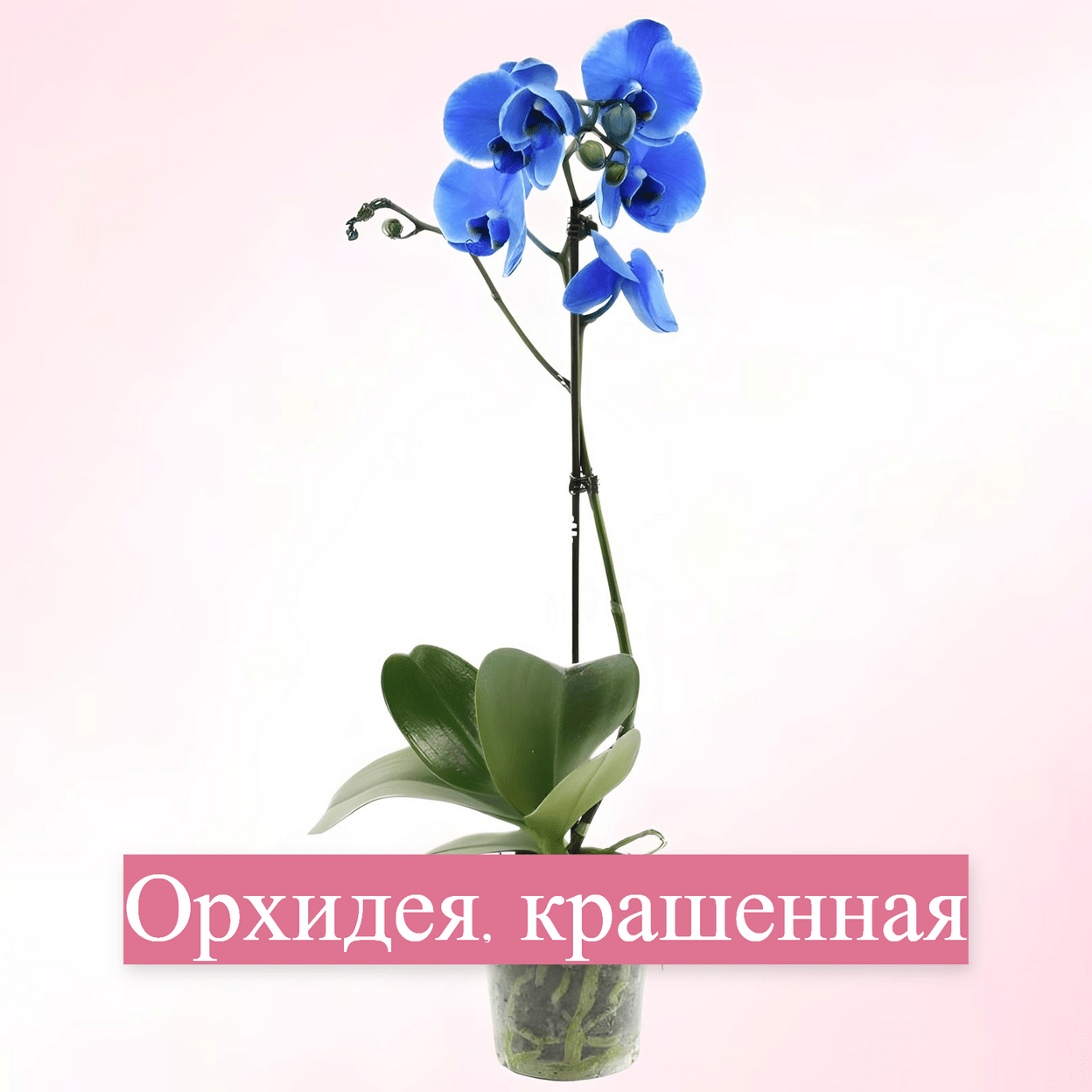 Купить От 3200р.
