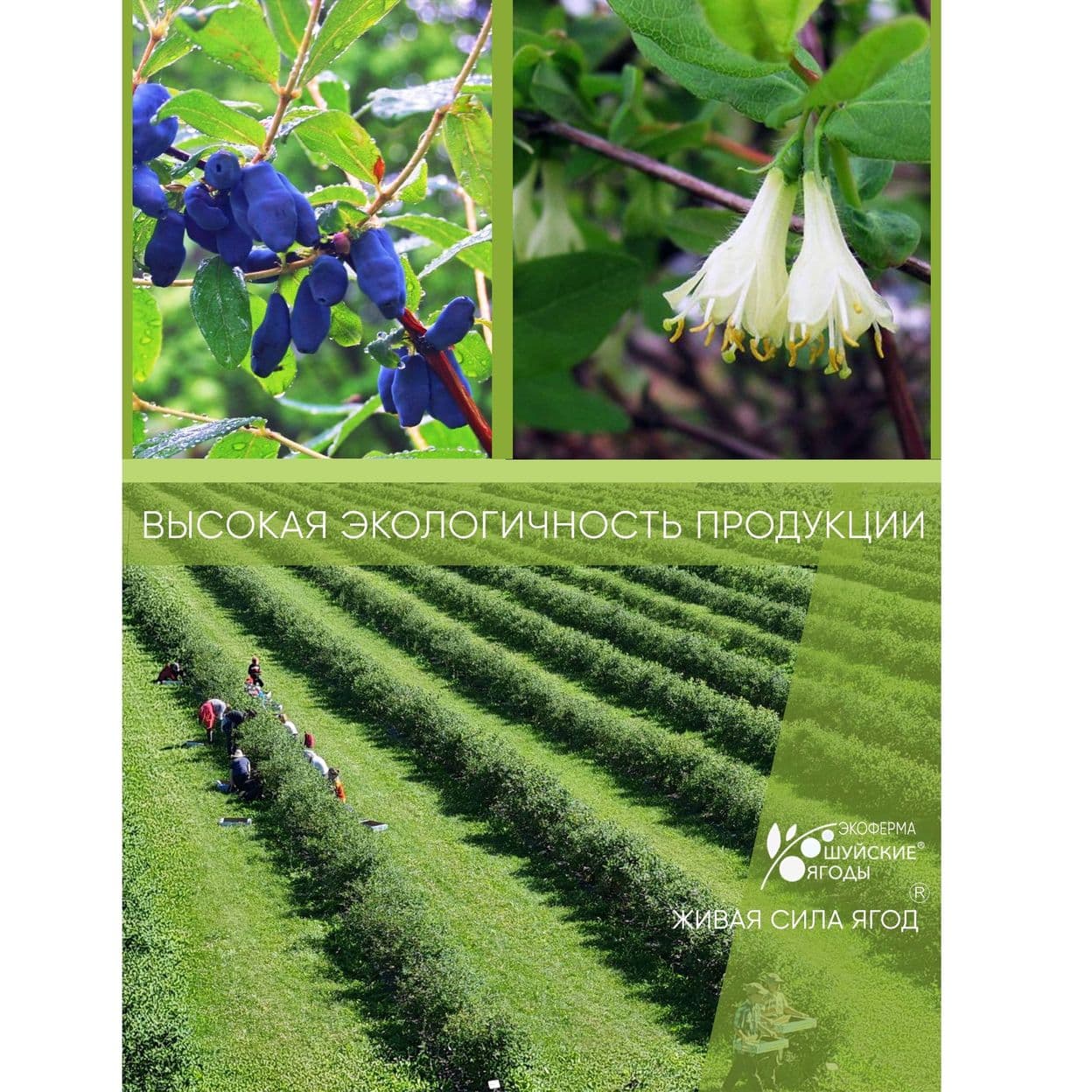 Купить МАРМЕЛАД ИЗ ЖИМОЛОСТИ 