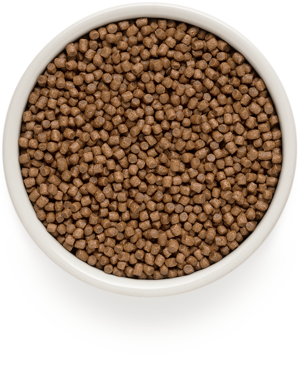 Купить GRANDORF Kitten сухой корм для котят, с ягненком и индейкой 400гр