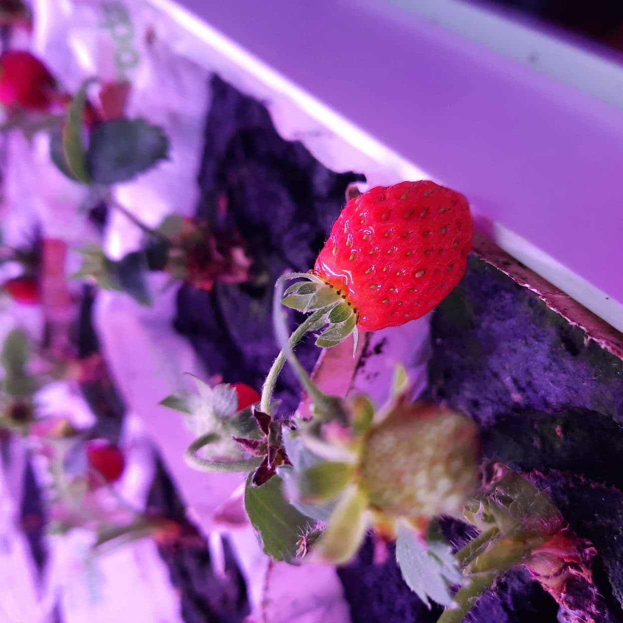 Купить Ситиферма PRO-berry-5 вертикальный модуль для выращивания клубники