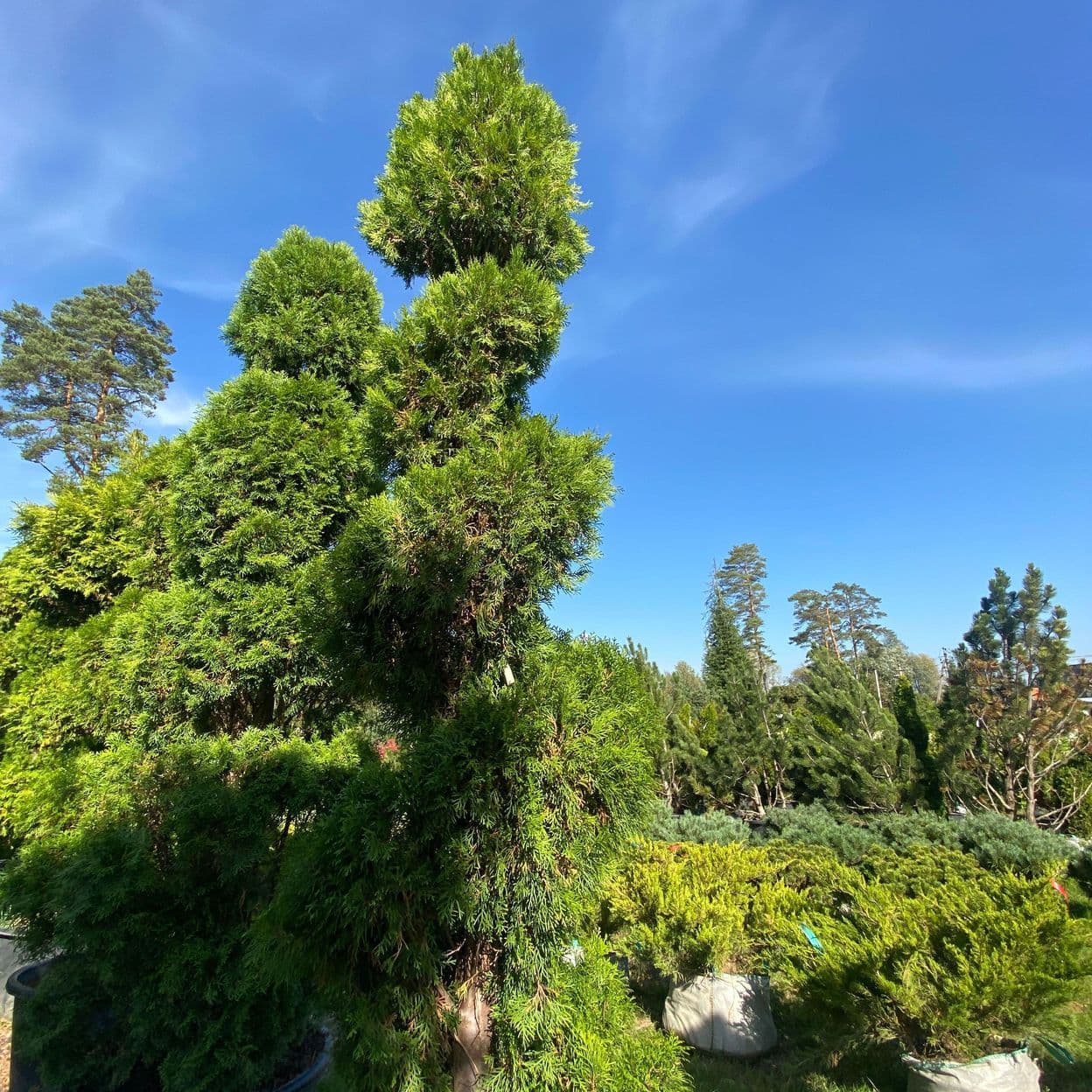 Купить Туя Смарагд Спираль