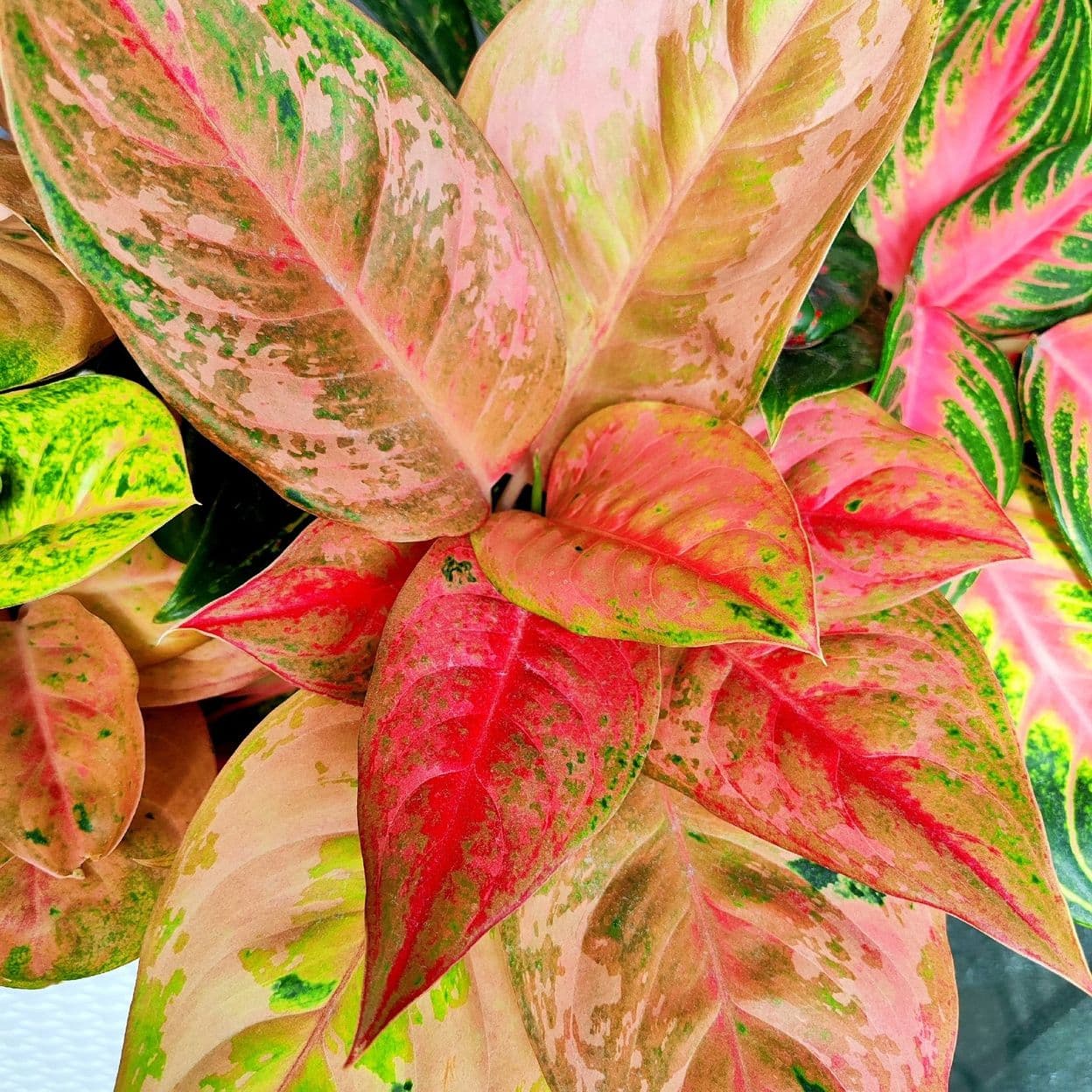 Купить «Аглаонема Пастелла» (лат. Aglaonema Pastela)