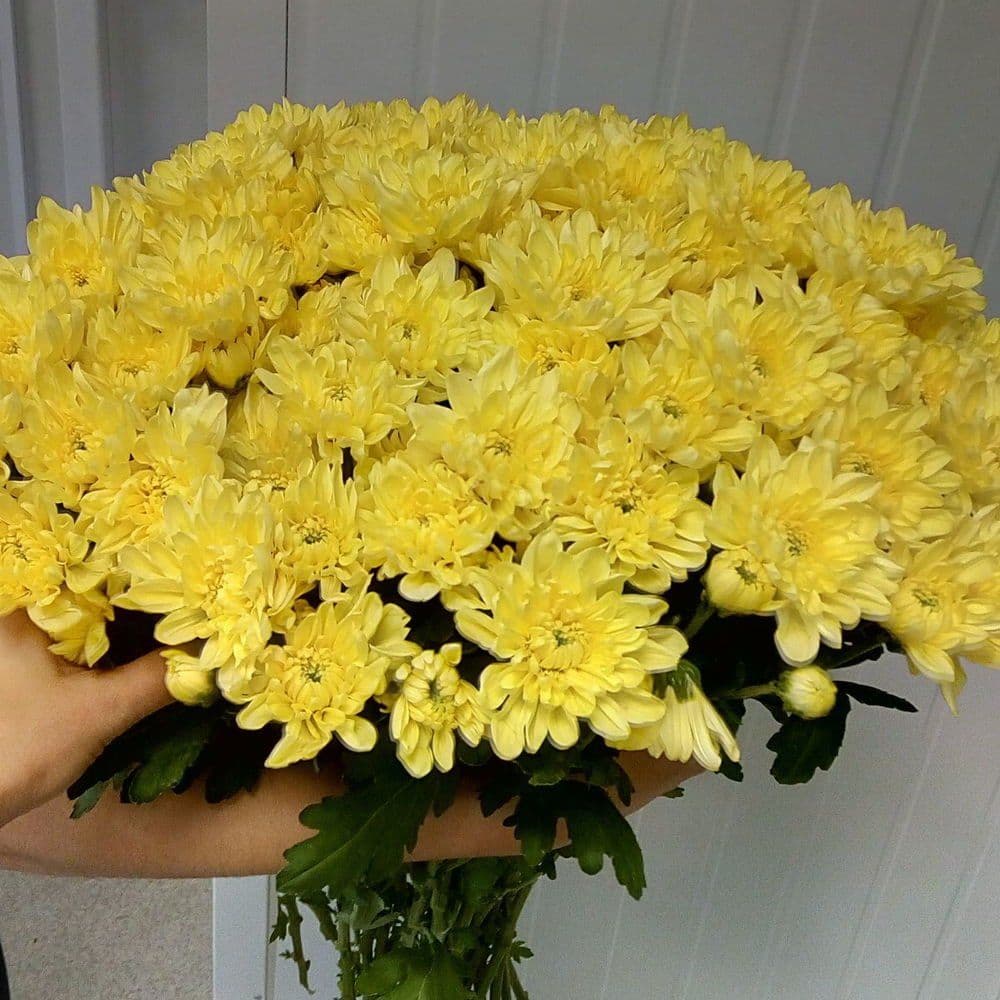 Купить  кустовые хризантемы