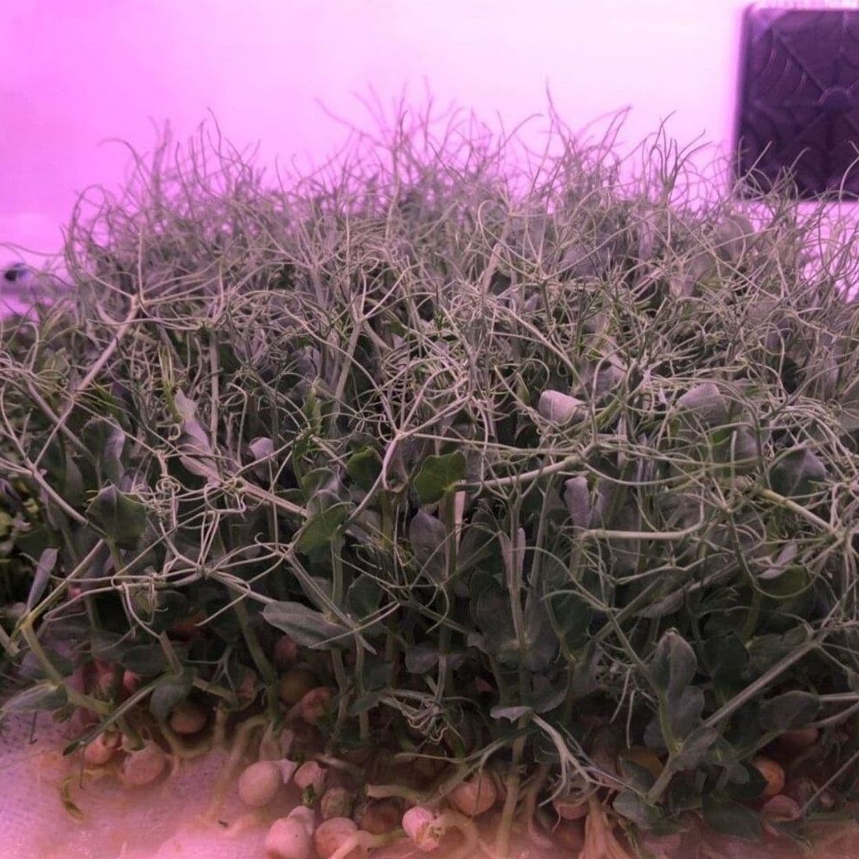 Купить  Цифровая ситиферма-витрина для выращивания микрозелени Greenbar- MZ4