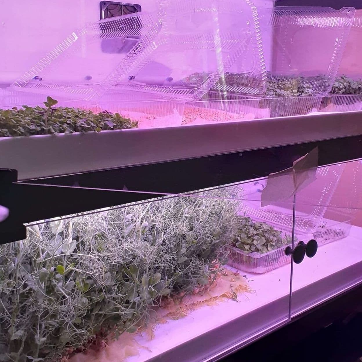 Купить  Цифровая ситиферма-витрина для выращивания микрозелени Greenbar- MZ4
