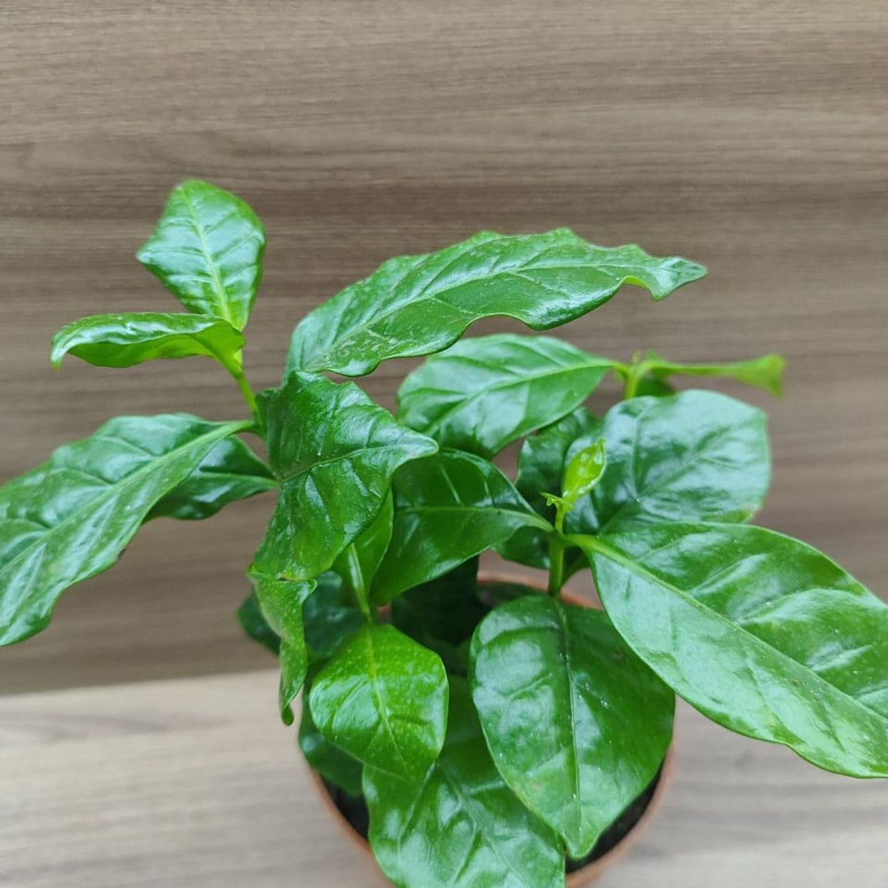 Купить Кофе Арабика