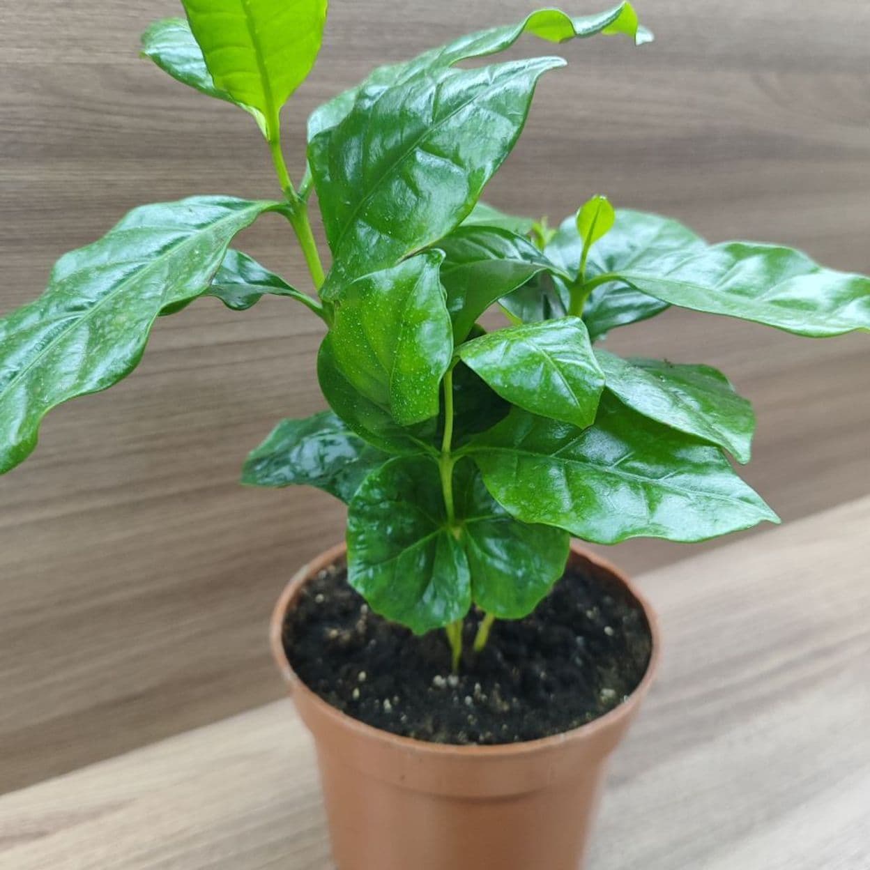 Купить Кофе Арабика