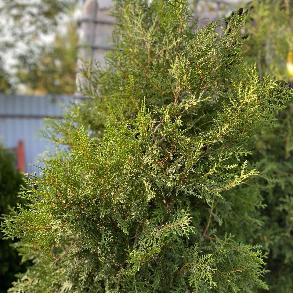 Купить Туя Брабант