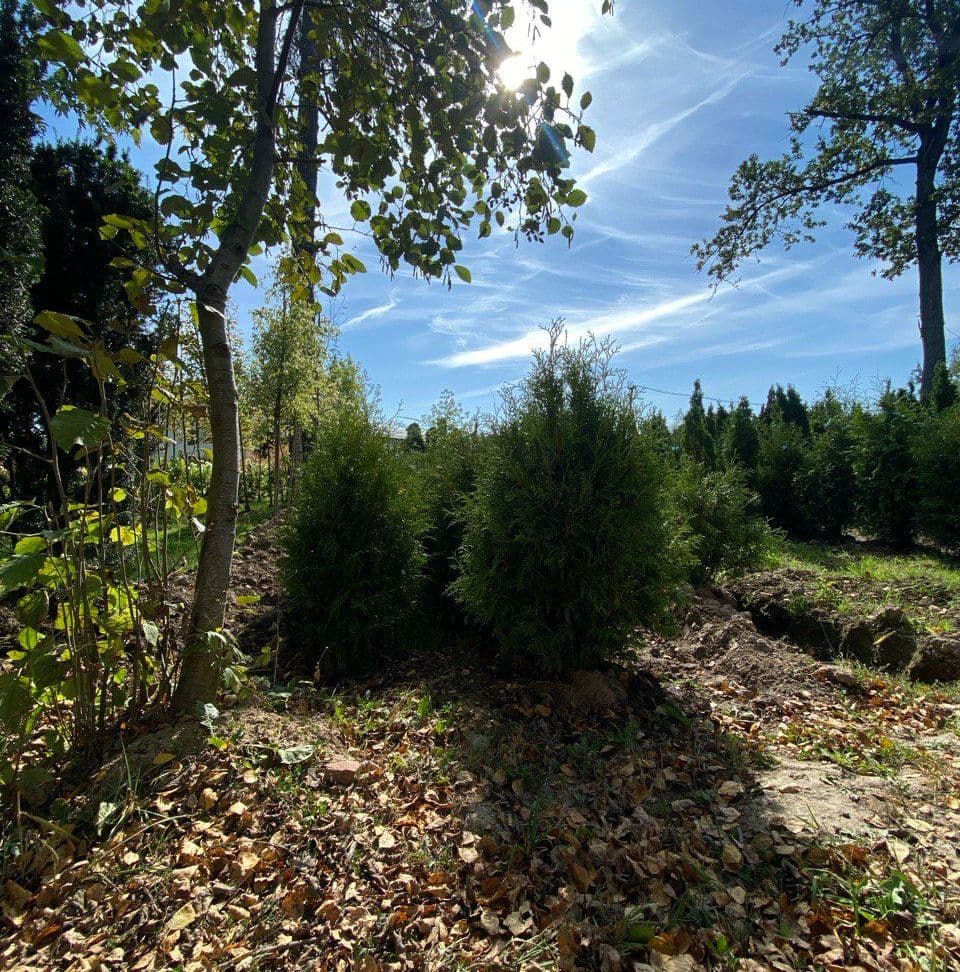 Купить Туя Брабант