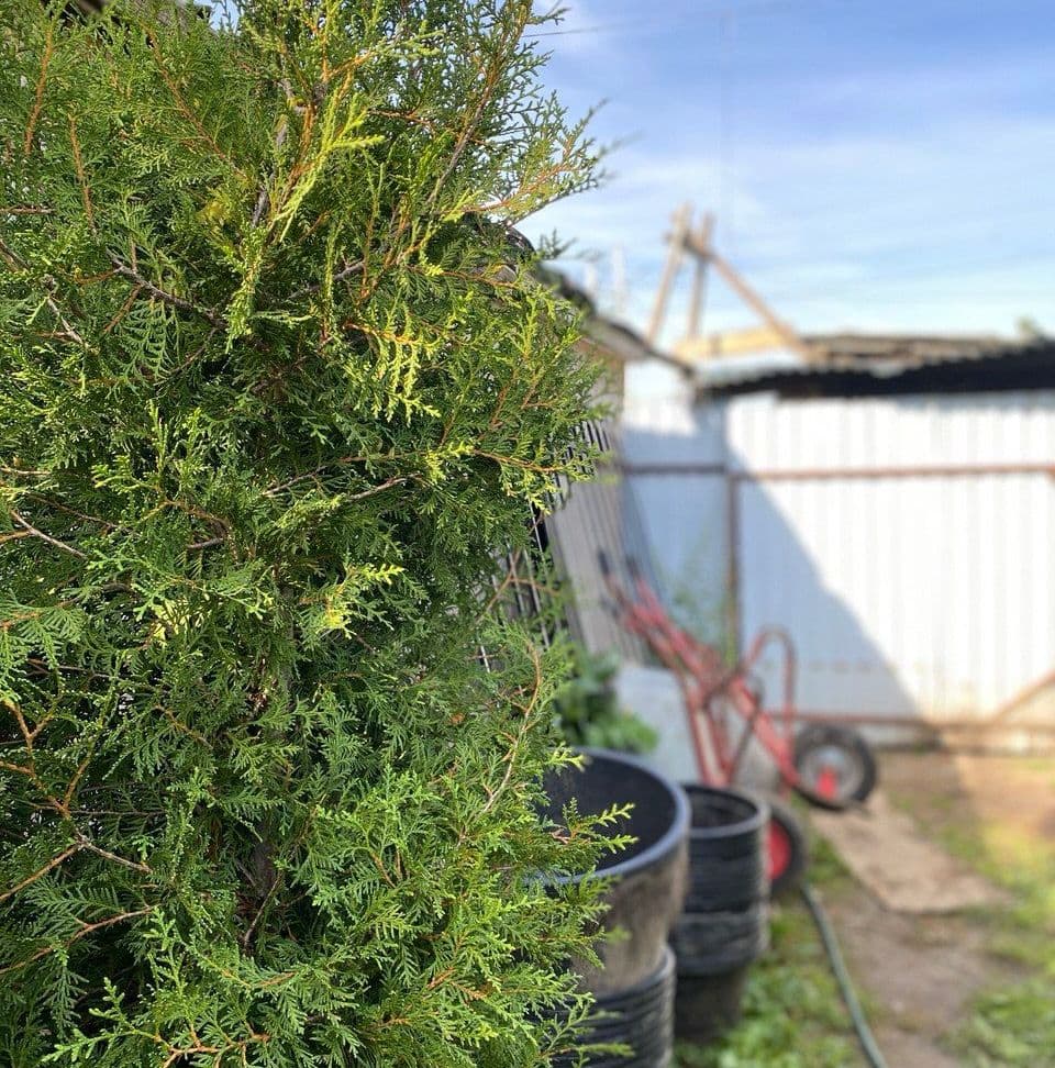 Купить Туя Брабант