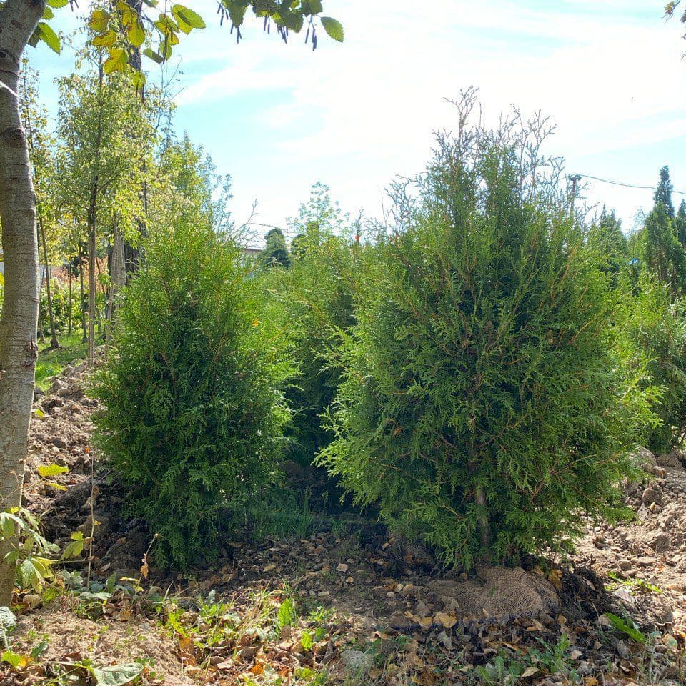 Купить Туя Брабант