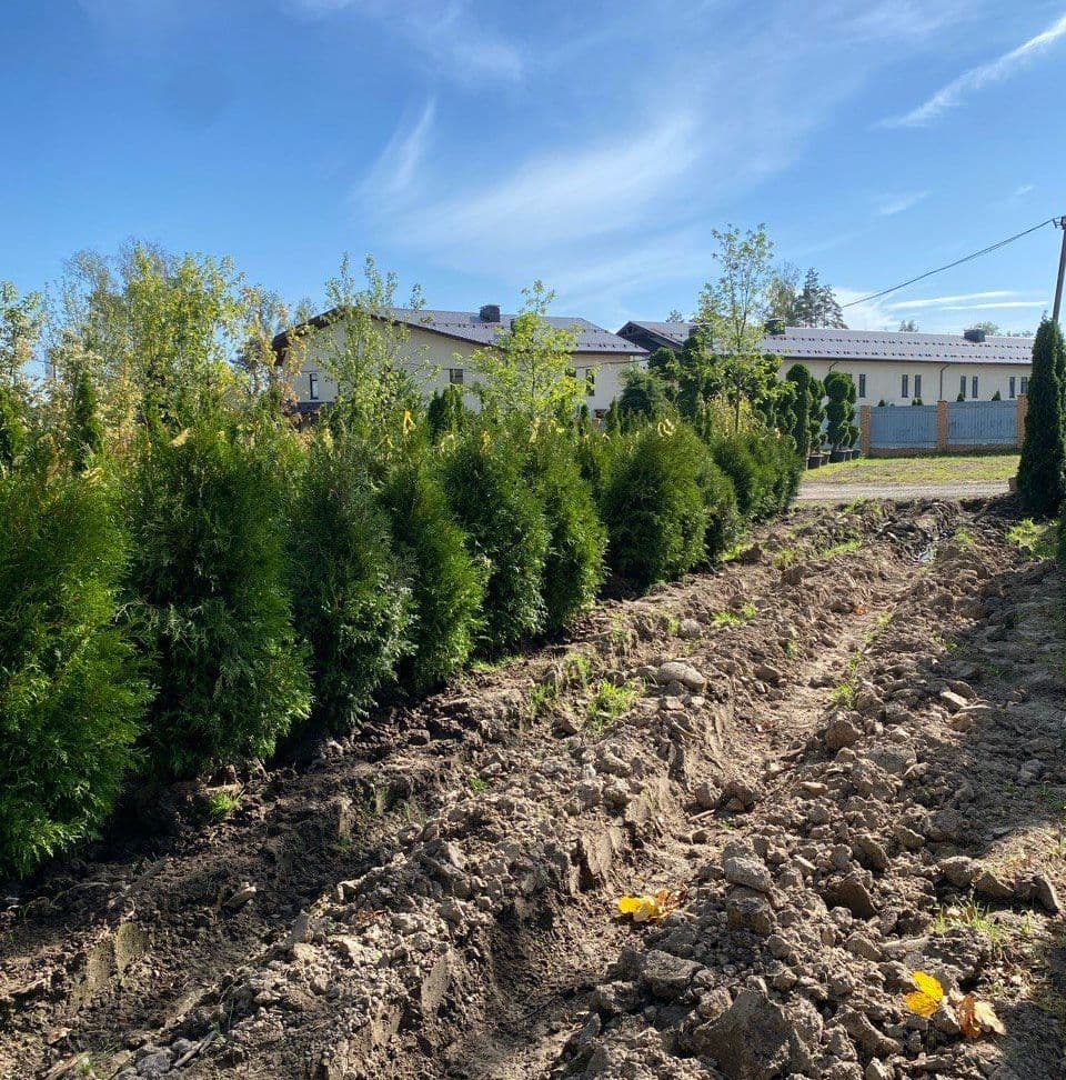 Купить Туя Брабант