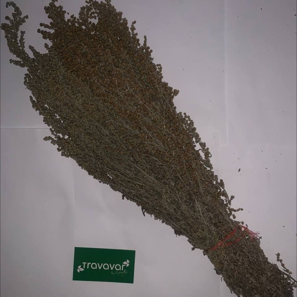 Купить Полынь