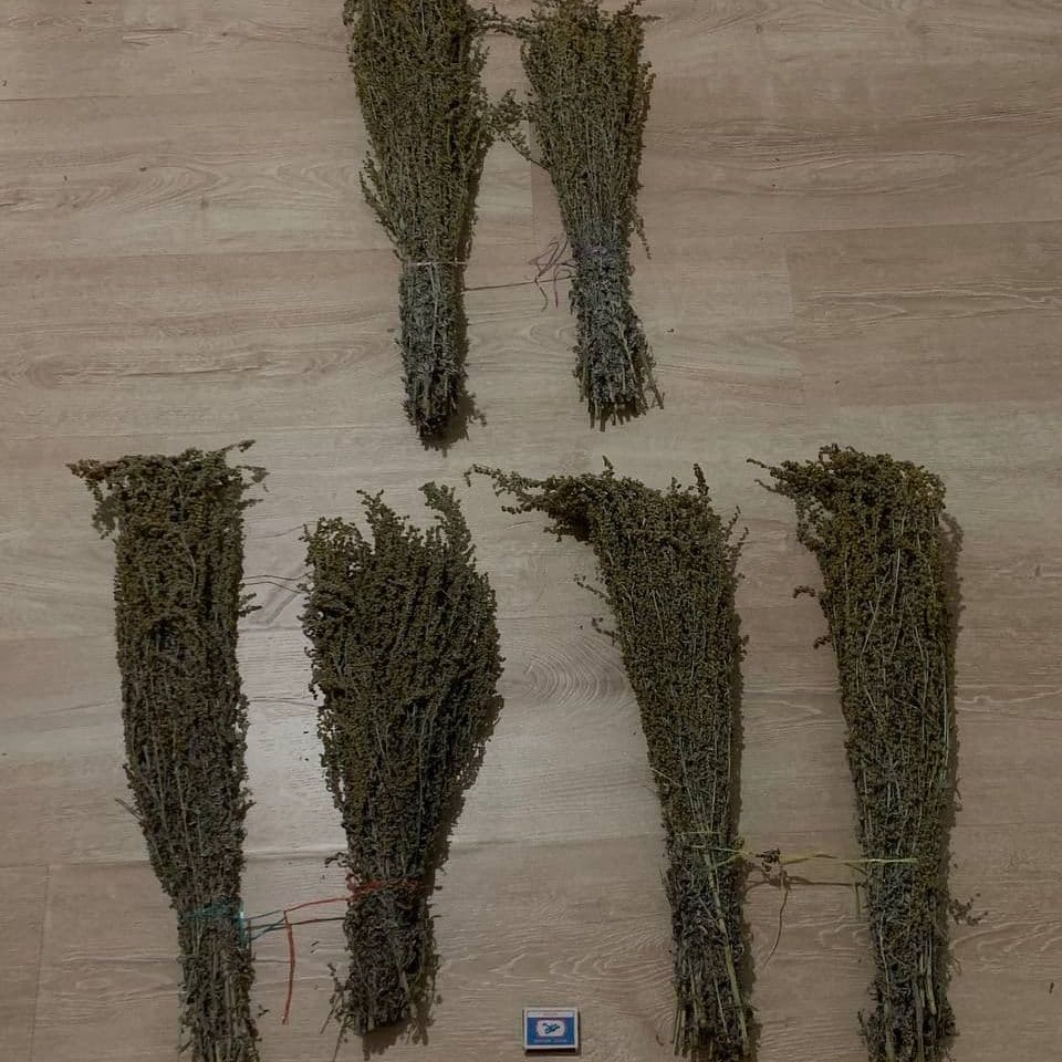 Купить Полынь