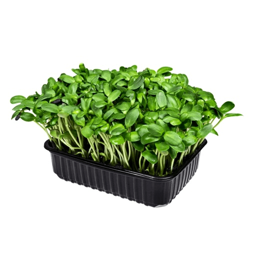 Купить Подсолнечник