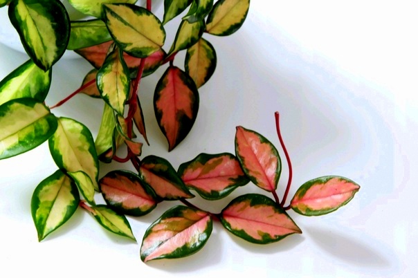 Купить Хойя «Аустралис Лиза» (Hoya australis Lisa)