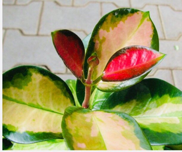 Купить Хойя «Аустралис Лиза» (Hoya australis Lisa)
