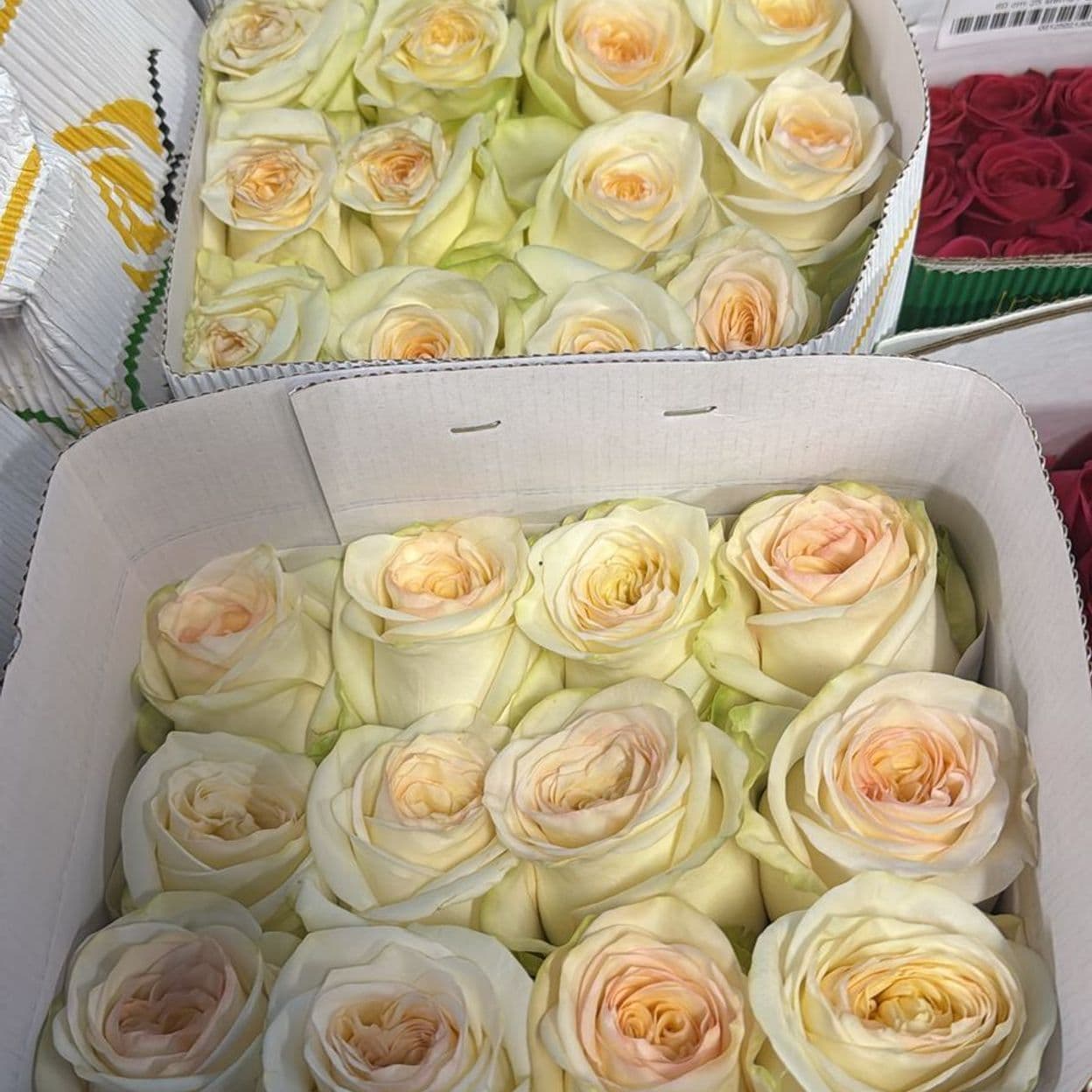 Купить Роза белая