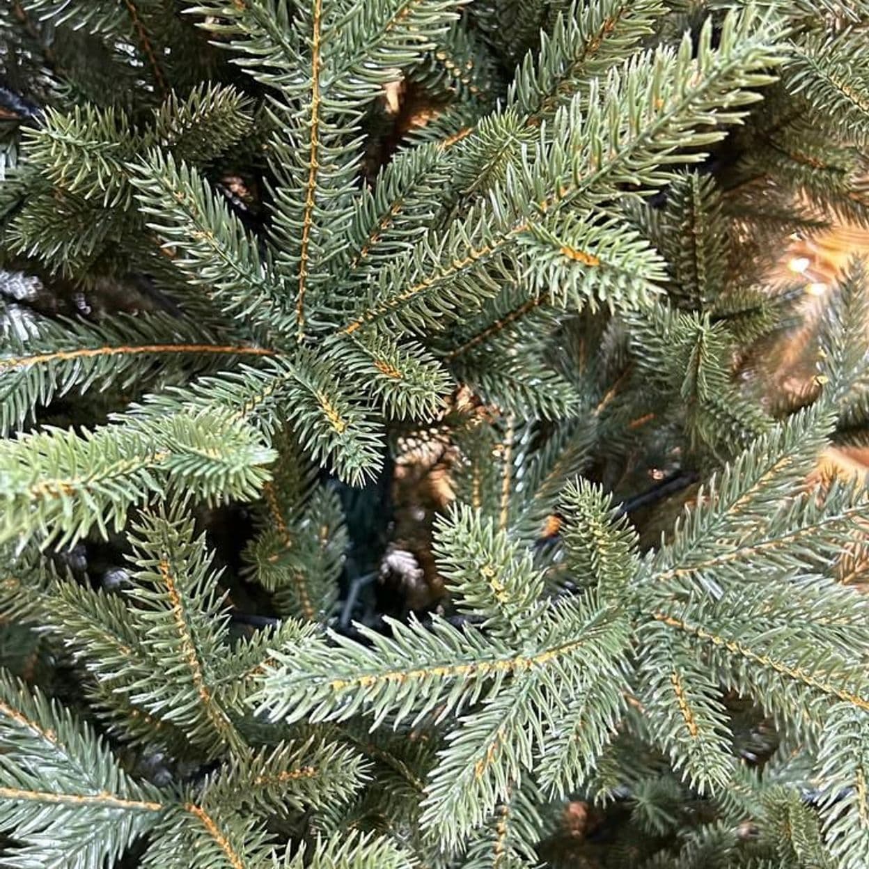 Купить Царская ТЕМНАЯ