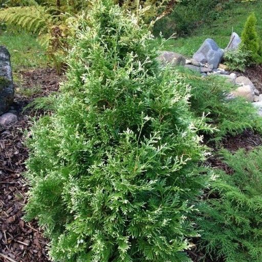 Купить «Туя западная Хозери Вариегата» (Thuja occidentalis Hoseri Variegata)