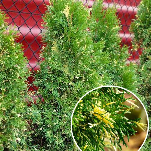 Купить «Туя западная Хозери Вариегата» (Thuja occidentalis Hoseri Variegata)