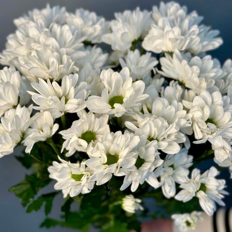 Купить Букет №11 из белой кустовой хризантемы