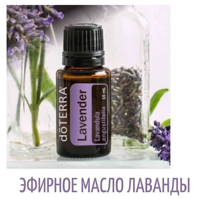 Купить Лаванда