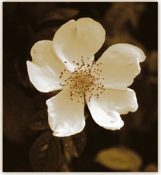 Купить Колье White wild rose