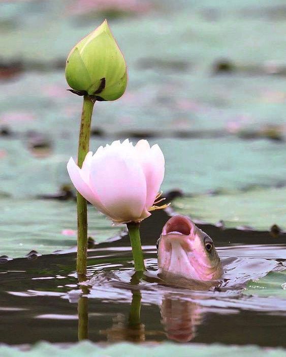 Купить Колье Lotus petals