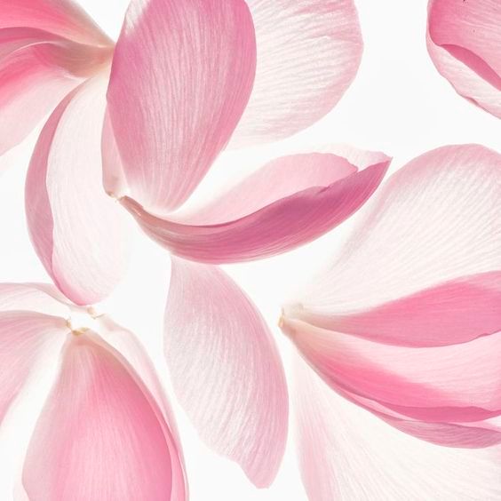 Купить Колье Lotus petals