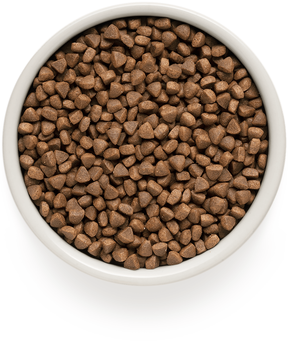 Купить GRANDORF Indoor сухой корм для взрослых домашних кошек, с ягненком и индейкой 8кг