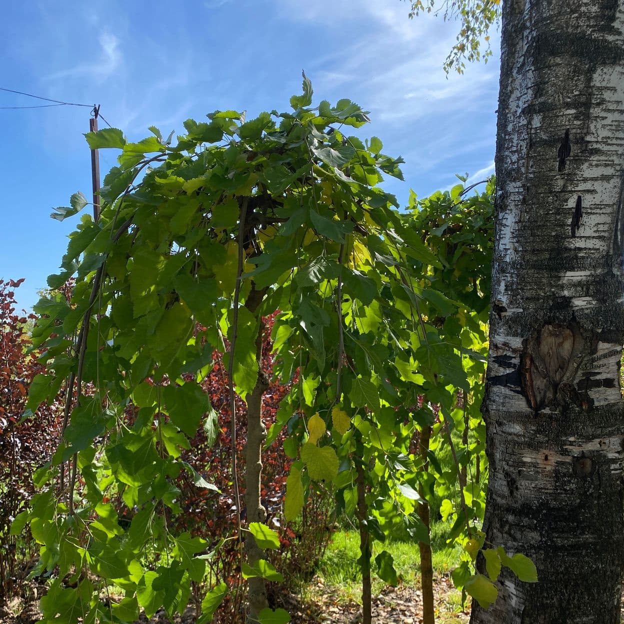 Купить Ива Плакучая