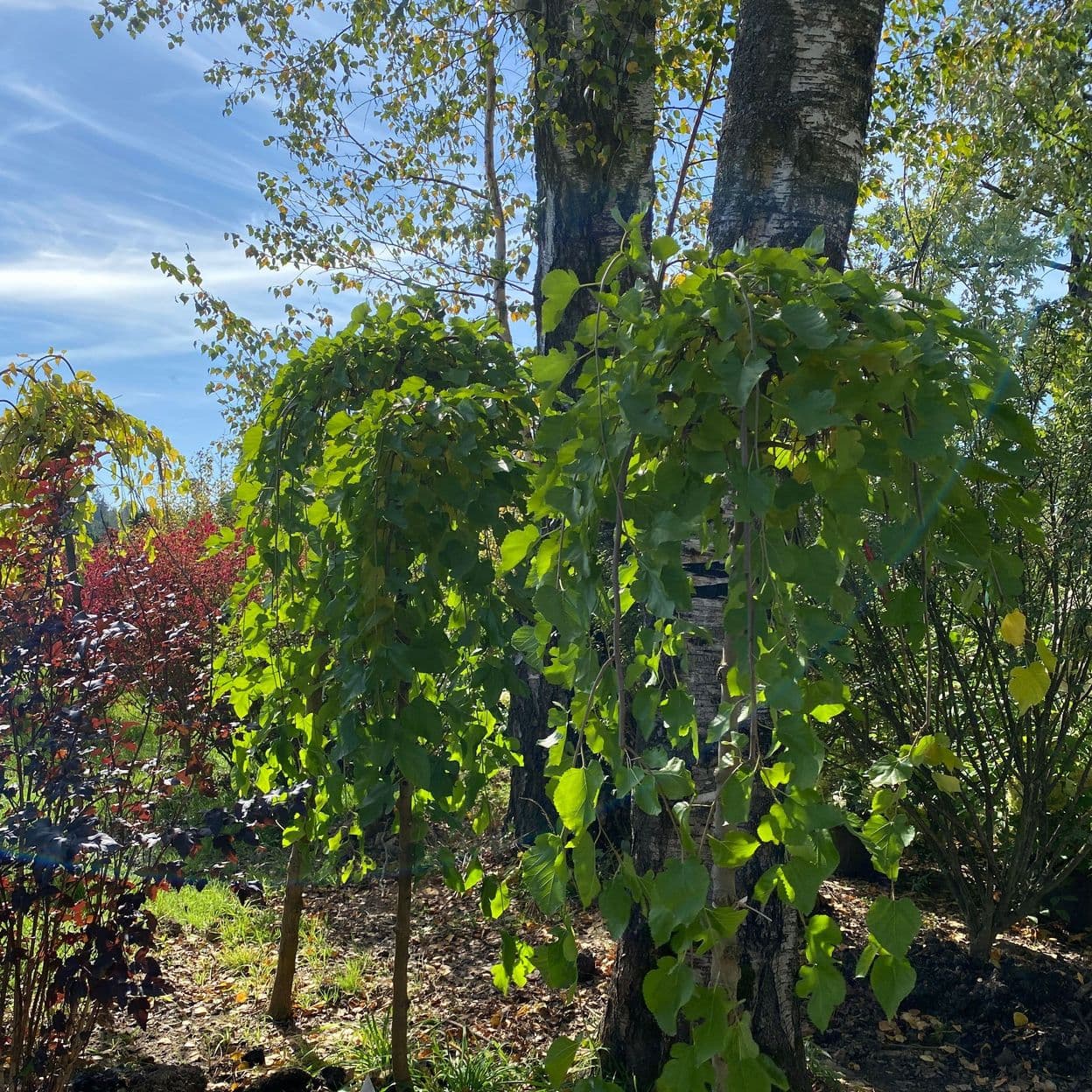 Купить Ива Плакучая