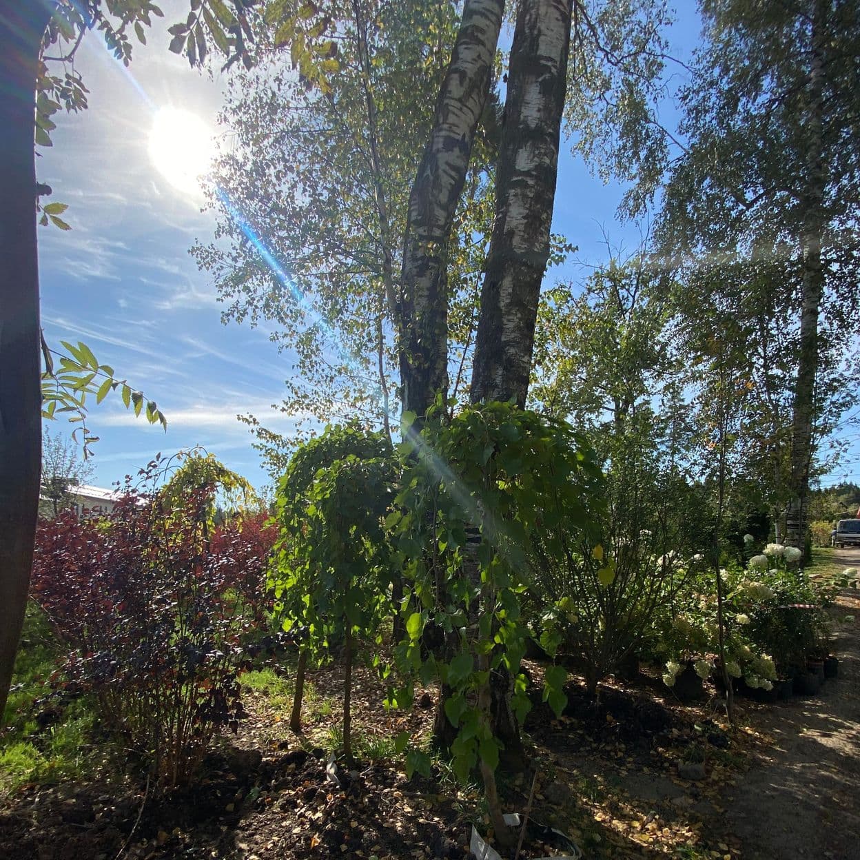 Купить Ива Плакучая