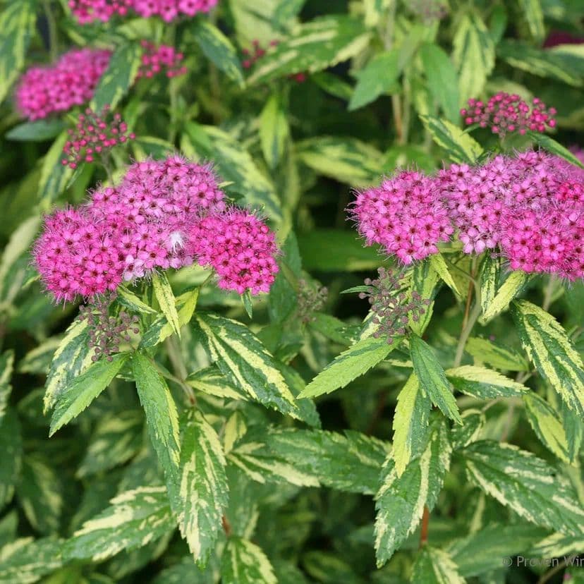 Купить Спирея японская «Пейнтед Леди» (Spiraea japonica Painted Lady)