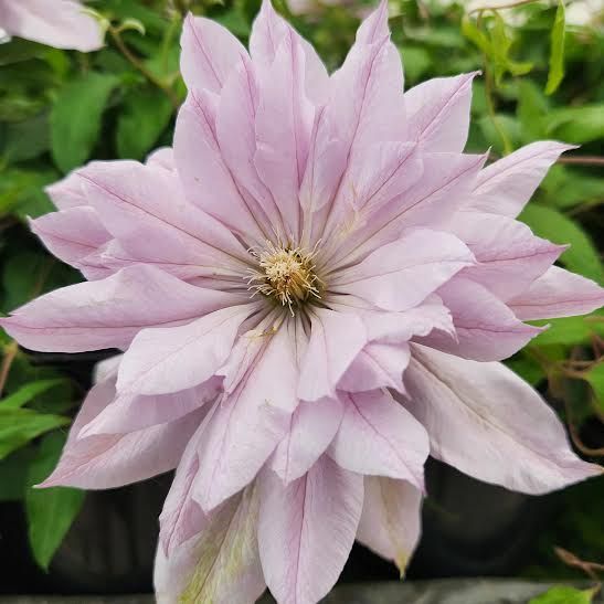 Купить Клематис VIOLET ELIZABETH (ВИОЛЕТ ЭЛИЗАБЕТ)