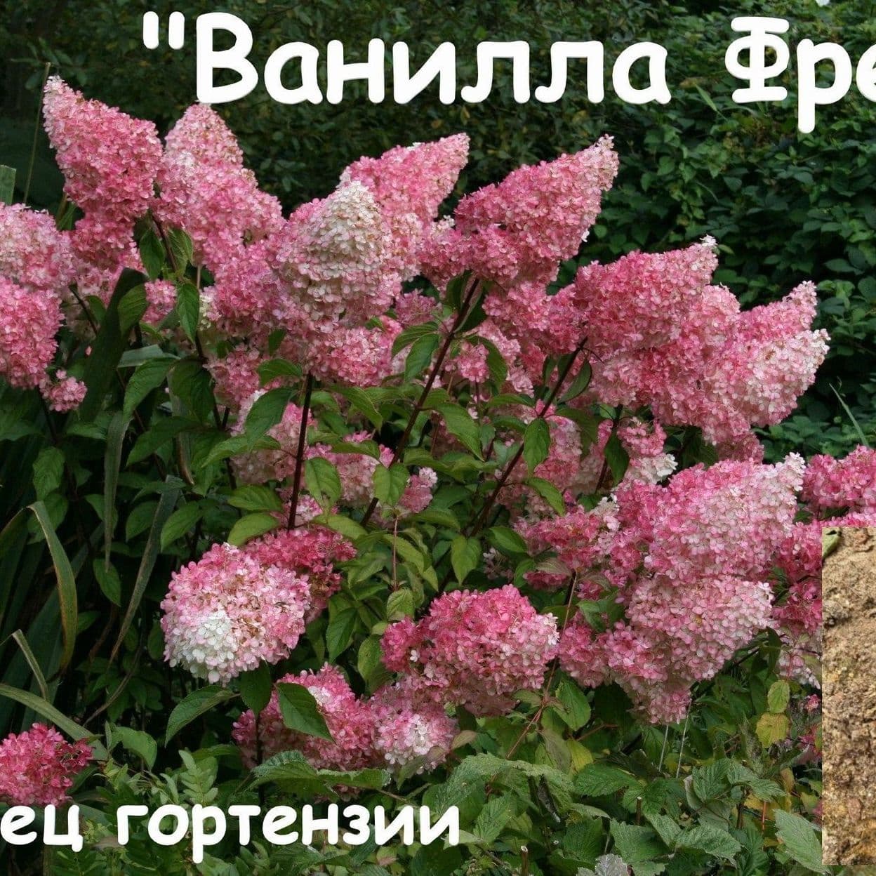 Купить Гортензия "Ванилла Фрэйз"