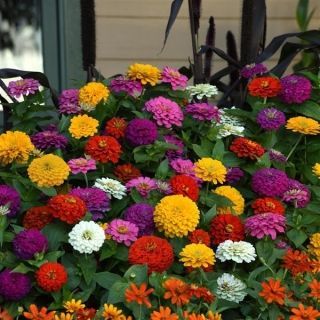 Купить Цинния Зести Микс