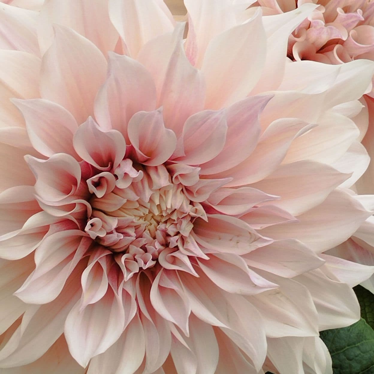 Купить Колье Cream flower