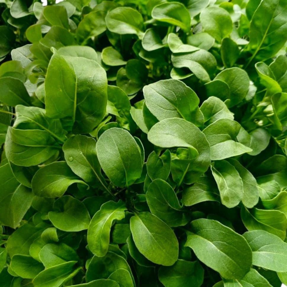 Купить Рукола (руккола)