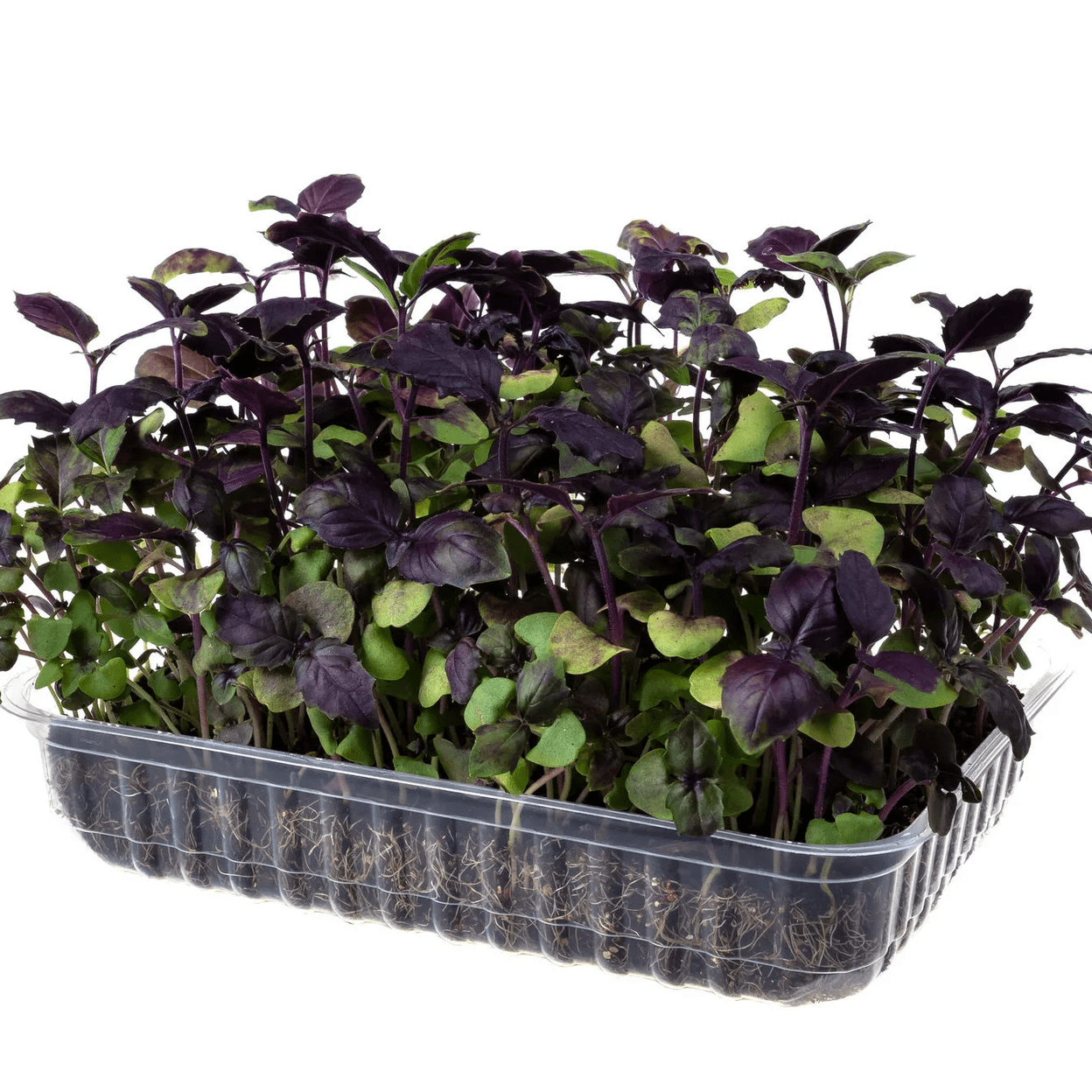 Купить Базилик