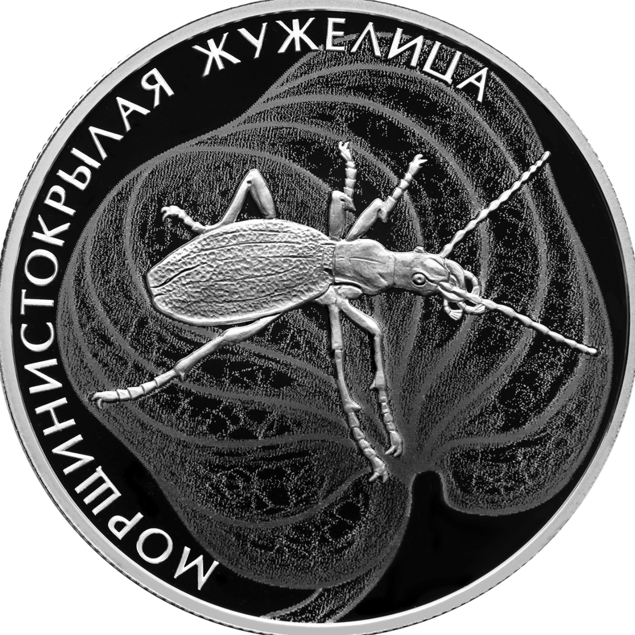 Купить Морщинистокрылая Жужелица \ Т-Команда