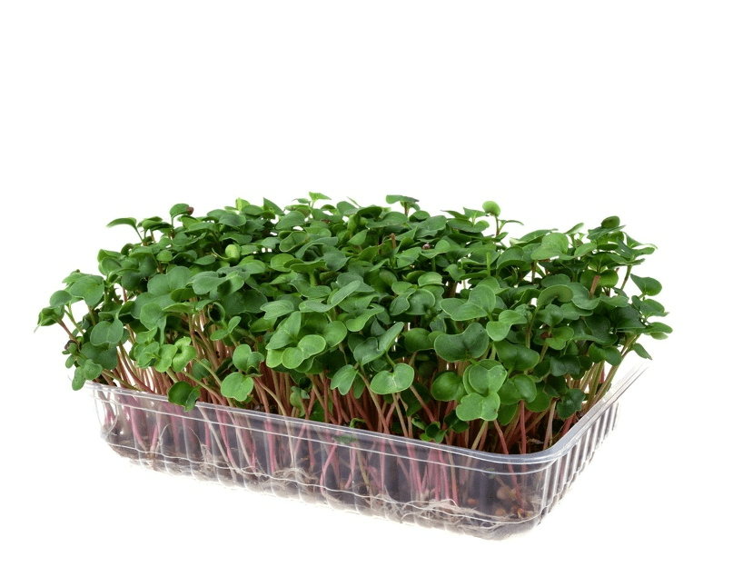 Купить Редис