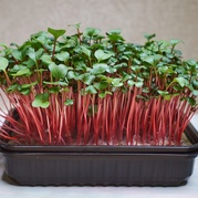 Купить Редис